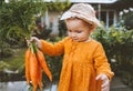 Child holding carrots in garden healthy food lifestyle vegan organic vegetables Royalty Free Stock Photo