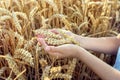 Child holding crop in wheat field Royalty Free Stock Photo