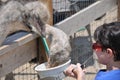 Child feeding Ostriches at Ostrichland in Solvang California