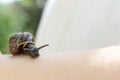 A child holding an edible snail Fructicicola fruticum close up in hand, sunny day in summer time Royalty Free Stock Photo