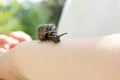 A child holding an edible snail Fructicicola fruticum close up in hand, sunny day in summer time Royalty Free Stock Photo