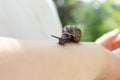 A child holding an edible snail Fructicicola fruticum close up in hand, sunny day in summer time Royalty Free Stock Photo