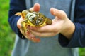 Child holding frog Royalty Free Stock Photo