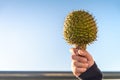 Child holding green pine cone in his hand Royalty Free Stock Photo