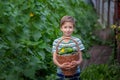 Child holding in hands basket with fresh homemade cucumbers in the garden. Concept healthy eating vegetables