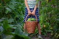 Child holding in hands basket with fresh homemade cucumbers in the garden. Concept healthy eating vegetables