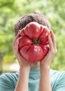 Child holding huge beef red tomato, showing giant size of fruit. Big brandywine heirloom tomato. harvesting food Royalty Free Stock Photo