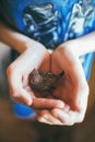 The child is holding a little sparrow Royalty Free Stock Photo