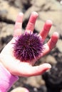 Child holding purple sea urchin Royalty Free Stock Photo