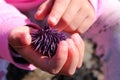 Child holding purple sea urchin Royalty Free Stock Photo