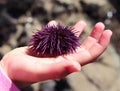 Child holding purple sea urchin Royalty Free Stock Photo