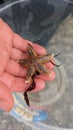 A child holding a starfish in their hand Royalty Free Stock Photo