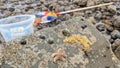 Rock pooling with a bucket and net for sea creatures