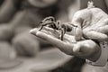 Hand holding a tarantula Royalty Free Stock Photo