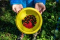 The child is holding a yellow bowl of berries Royalty Free Stock Photo
