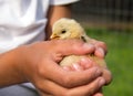 Child holding yellow chick. Royalty Free Stock Photo