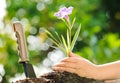 Child holding young plant in hands above soil Royalty Free Stock Photo