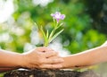 Child holding young plant in hands above soil Royalty Free Stock Photo