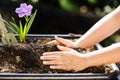 Child holding young plant in hands above soil Royalty Free Stock Photo