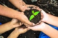 Child holding young plant in hands Royalty Free Stock Photo