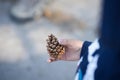 a child holds a beautiful big pine cone in his hands Royalty Free Stock Photo