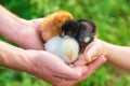 The child holds a chicken in his hands.