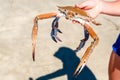 A child holds a crab in his hands Royalty Free Stock Photo