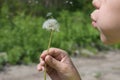 Child holds dandelion in his hand and blow out its white seeds Royalty Free Stock Photo