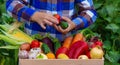 A child holds freshly picked vegetables in his hands. Vegetables in a box Royalty Free Stock Photo