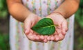 child holds a green leaf from a tree in his hands. Protect nature concept. Selective focus. Royalty Free Stock Photo