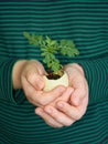 The child holds in his hand a small sprout in an eggshell Royalty Free Stock Photo