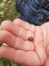 a child holds a ladybug in his hands close-up Royalty Free Stock Photo