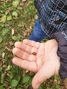 a child holds a ladybug in his hands close-up