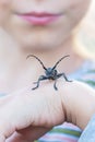 A child holds a large barbel beetle on the hand