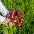 The child holds a large bunch of radishes collected from the garden in the city. Organic vegetables. Fresh farm produce Royalty Free Stock Photo