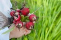 The child holds a large bunch of radishes collected from the garden in the city. Organic vegetables. Fresh farm produce Royalty Free Stock Photo