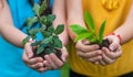 The child holds the plant and soil in his hands. Selective focus. Royalty Free Stock Photo