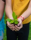 The child holds the plant and soil in his hands. Selective focus. Royalty Free Stock Photo