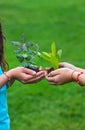 The child holds the plant and soil in his hands. Selective focus. Royalty Free Stock Photo