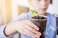 Child holds a transparent pot of seedlings. School experiment.