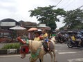 Child and horse