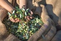 Fresh olives harvesting from agriculturists in a field of olive trees for extra virgin olive oil production. Royalty Free Stock Photo