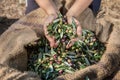 Fresh olives harvesting from agriculturists in a field of olive trees for extra virgin olive oil production.