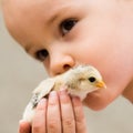 Child kissing little chick Royalty Free Stock Photo