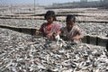 Dry fish village in Coxs Bazar, Bangladesh