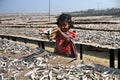 Dry fish village in Coxs Bazar, Bangladesh