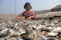 Dry fish village in Coxs Bazar, Bangladesh