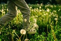 Child legs grass dandelion background. summer Royalty Free Stock Photo