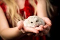 Child with a little dwarf hamster in her hand Royalty Free Stock Photo