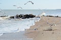 A child little girl feeds the birds on the seashore ocean. Sandy Seashore with stones and sea gulls. Royalty Free Stock Photo